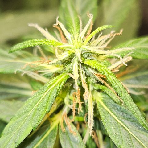 Gorilla Glue growlog timeline photo