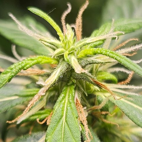 Gorilla Glue growlog timeline photo