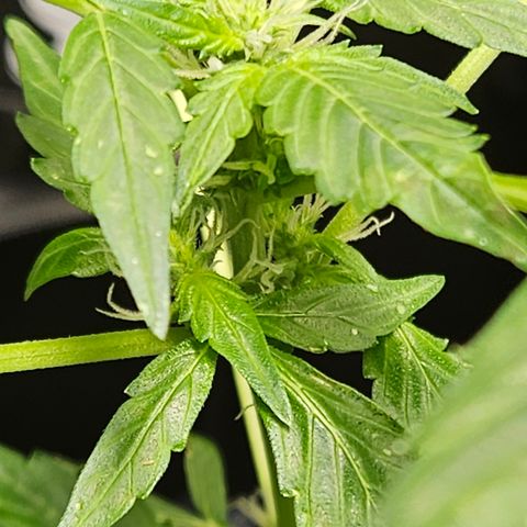 Pineapple express auto growlog timeline photo