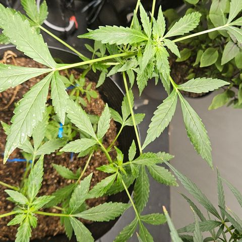 Pineapple express auto growlog timeline photo