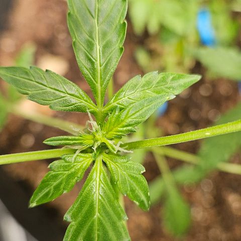 Pineapple express auto growlog timeline photo
