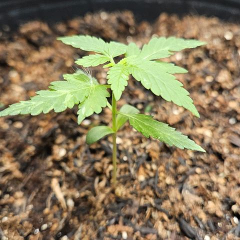 Pineapple Express Auto growlog timeline photo