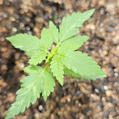 Pineapple Express Auto growlog timeline photo