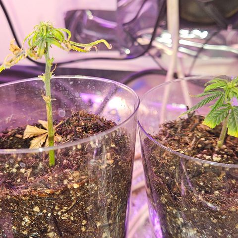 Gorila clone growlog timeline photo