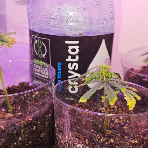 Gorila clone growlog timeline photo