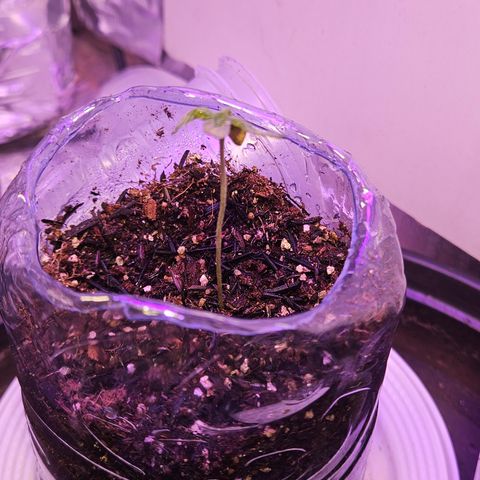 Terple growlog timeline photo