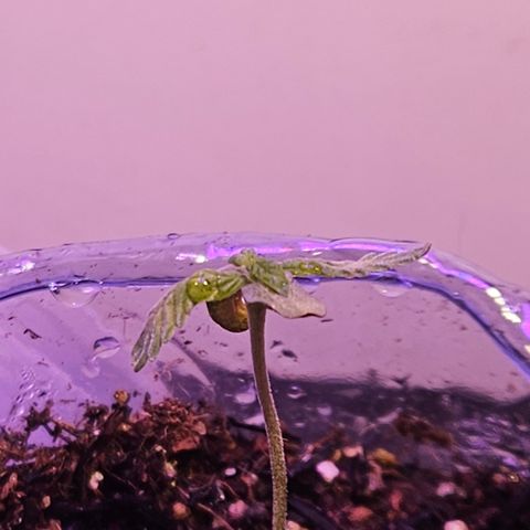 Terple growlog timeline photo