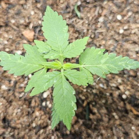 Pineapple Express Auto growlog timeline photo