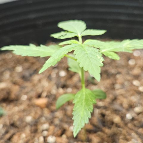 Pineapple Express Auto growlog timeline photo