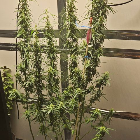 Gorilla Glue growlog timeline photo