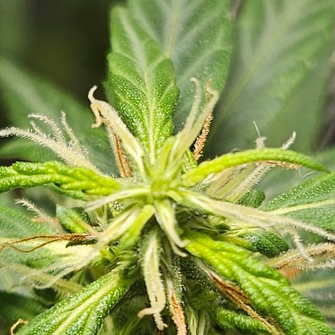 Gorilla Glue growlog timeline photo