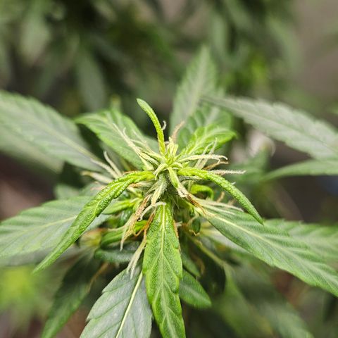 Gorilla Glue growlog timeline photo