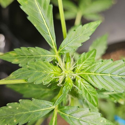 Pineapple express auto growlog timeline photo
