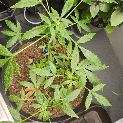 Pineapple express auto growlog timeline photo