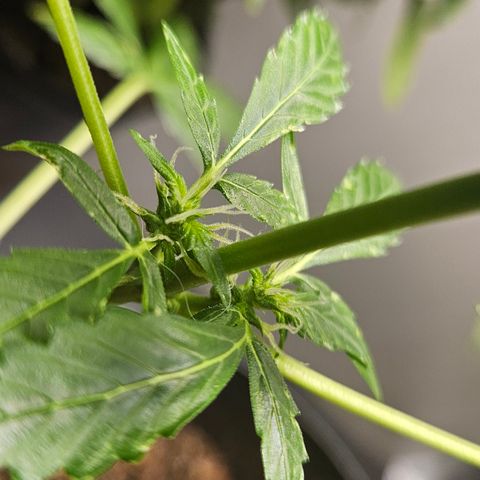 Pineapple express auto growlog timeline photo