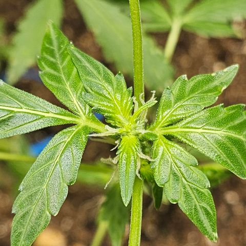 Pineapple express auto growlog timeline photo