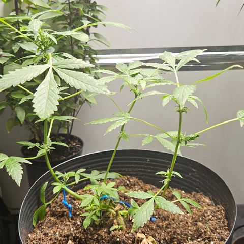 Pineapple express auto growlog timeline photo