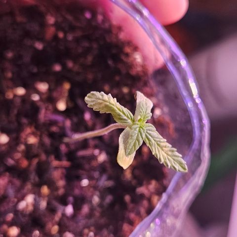 Terple growlog timeline photo