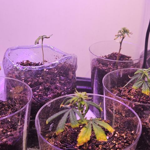 Gorila clone growlog timeline photo