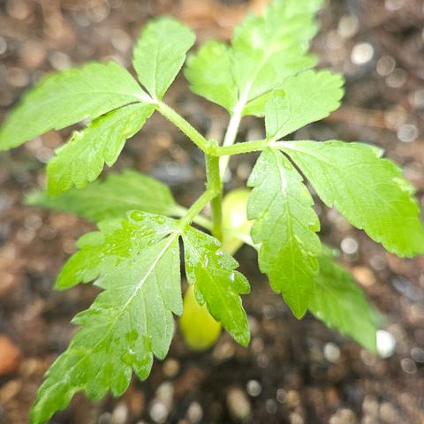 Pineapple Express Auto growlog timeline photo