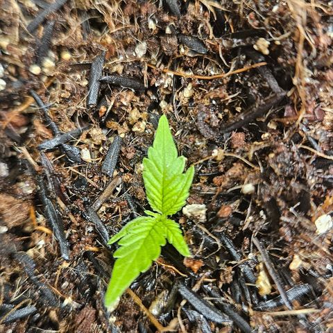 Pineapple Express Auto growlog timeline photo