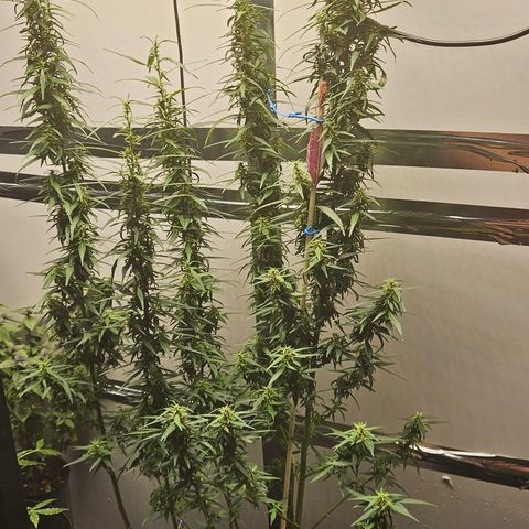 Gorilla Glue growlog timeline photo