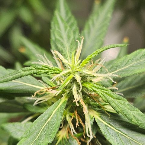 Gorilla Glue growlog timeline photo