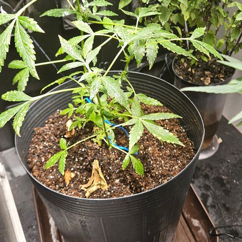 Pineapple express auto growlog timeline photo
