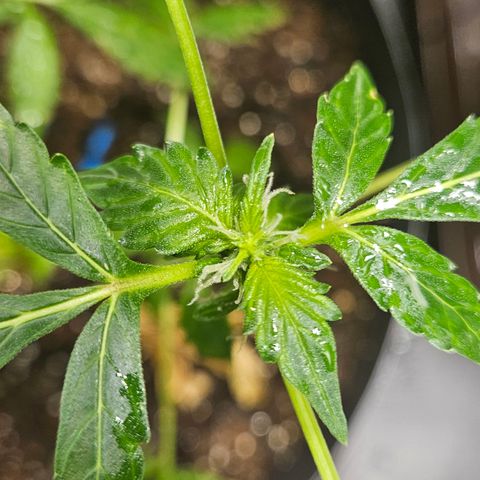 Pineapple express auto growlog timeline photo