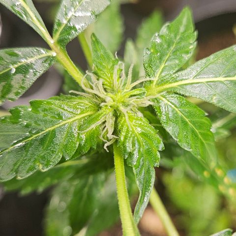 Pineapple express auto growlog timeline photo
