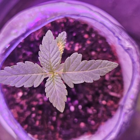 Terple growlog timeline photo