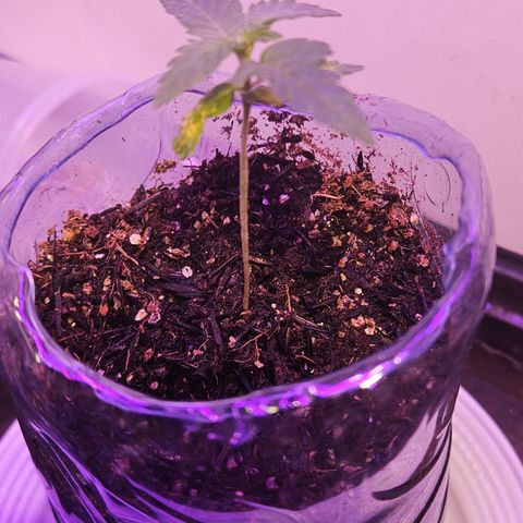 Terple growlog timeline photo