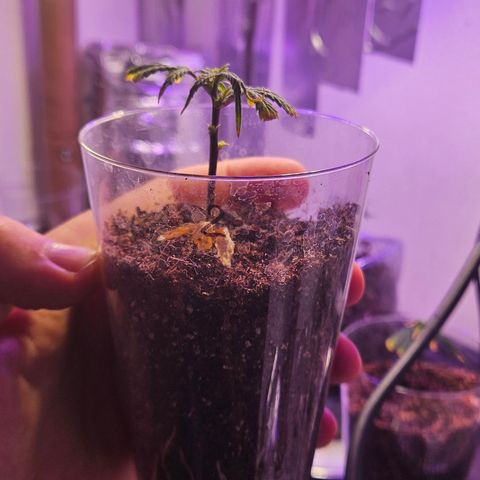 Gorila clone growlog timeline photo