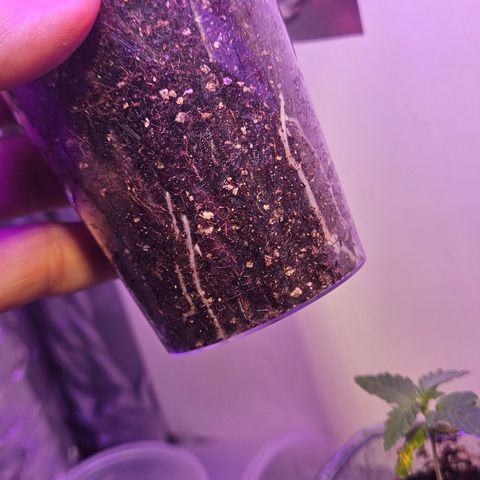 Gorila clone growlog timeline photo