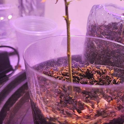 Gorila clone growlog timeline photo