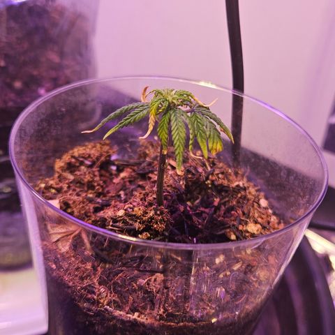 Gorila clone growlog timeline photo
