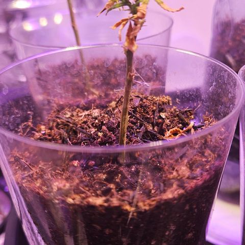 Gorila clone growlog timeline photo
