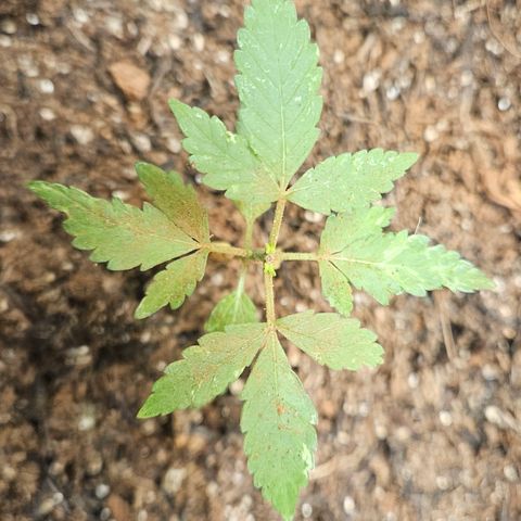 Pineapple Express Auto growlog timeline photo