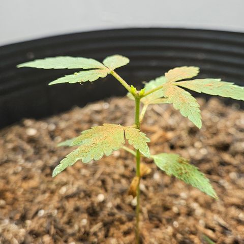 Pineapple Express Auto growlog timeline photo