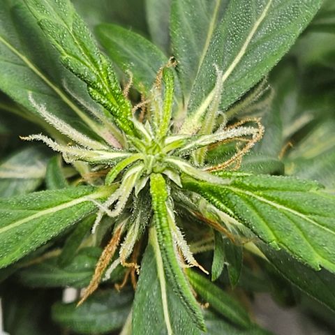 Gorilla Glue growlog timeline photo
