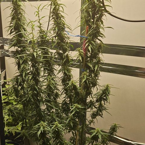 Gorilla Glue growlog timeline photo