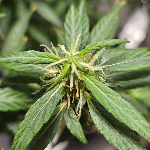 Gorilla Glue growlog timeline photo