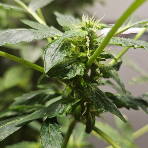 Pineapple express auto growlog timeline photo