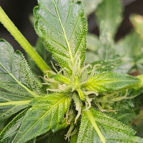 Pineapple express auto growlog timeline photo