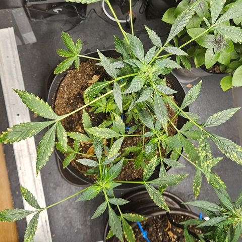 Pineapple express auto growlog timeline photo