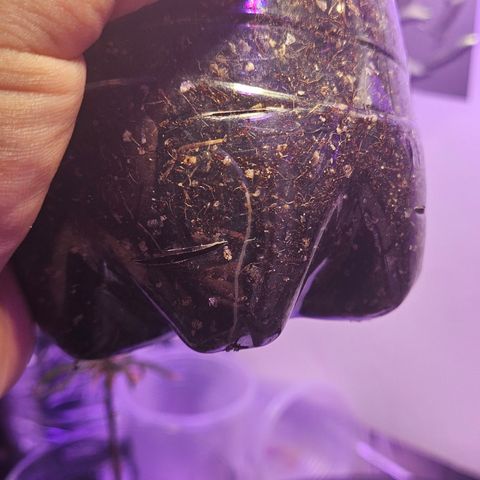 Terple growlog timeline photo
