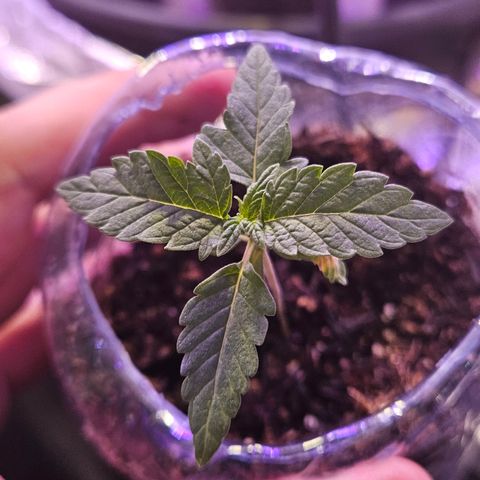 Terple growlog timeline photo