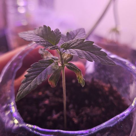 Terple growlog timeline photo