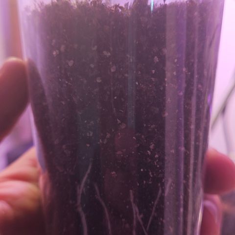 Gorila clone growlog timeline photo