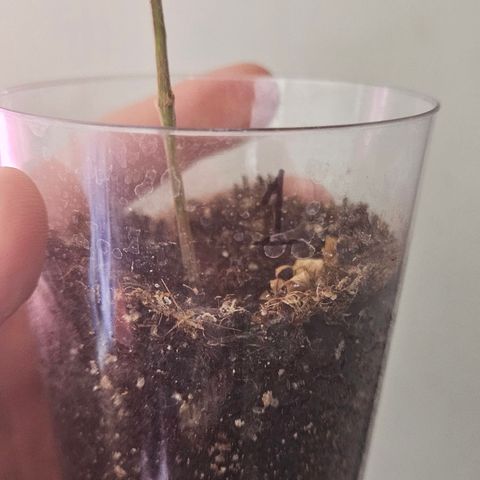 Gorila clone growlog timeline photo
